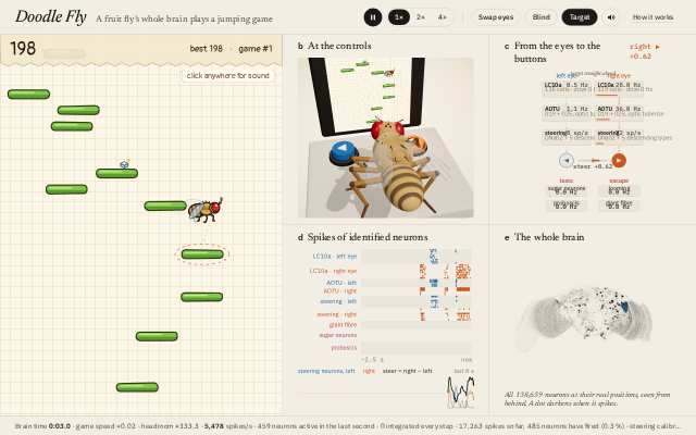 Doodle Fly at 60 s: a jumping game with a cartoon fly on platforms, a spike raster and a whole-brain view.